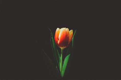 Dark Tulip Desktop Wallpapers Top Free Dark Tulip Desktop Backgrounds
