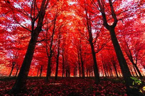 Dreamstime is the world`s largest stock photography community. Why Do Leaves Change Color—and Everything Else You Need to ...
