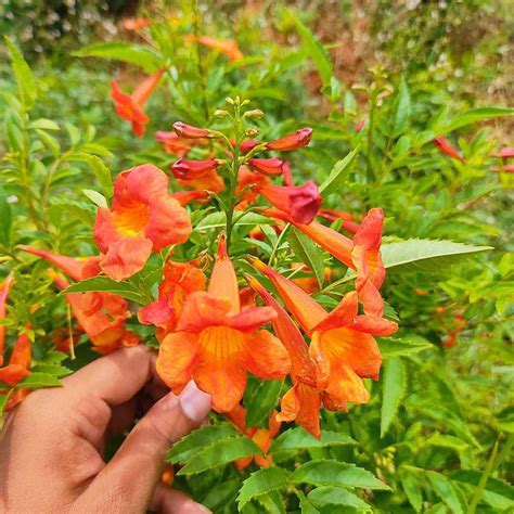 Tecoma Orange Plant Capensis Santhi Online Plants Nursery