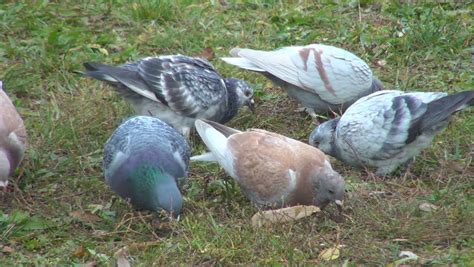 Stock Video Clip of Hungry Pigeons Searching Food, Eating Pigeon in
