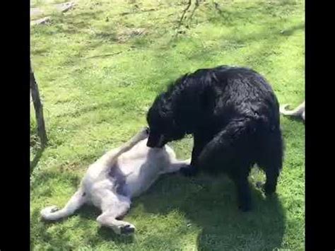 If you walk in areas likely to be infested by ticks, such as woodland, heathland and moor, then speak to your vet as there are many products available how long do ticks survive? How Fast Dogs Grow? - YouTube