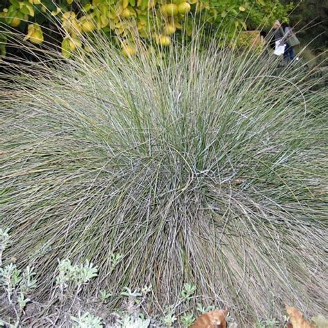 California Fescue Festuca Californica Ca Native Grass 2 3 H X 1