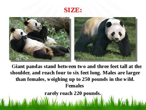Giant Panda Animal Of The Red Book биология презентации