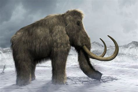 Scientists Take Significant Step Towards Bringing Woolly Mammoths Back To Life — The Mirror
