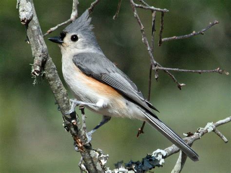 Popular Backyard Birds Of Arkansas With Pictures