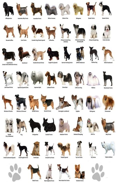 The Dog Different Dog Breeds Infographic Chart 18x28 45cm70cm