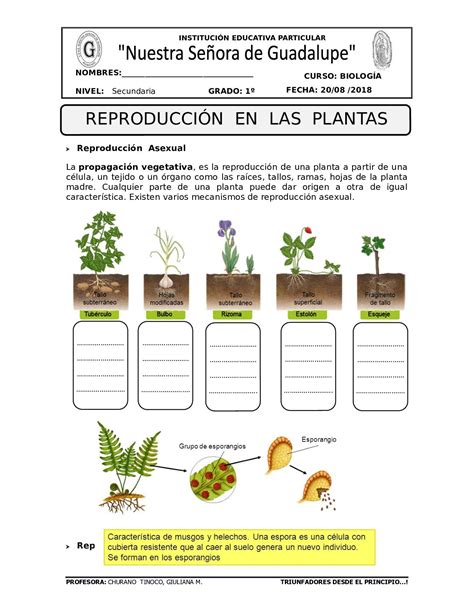Calaméo Guía De Aplicación Reproducción Vegetal