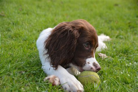 Many brittany spaniel dog breeders with puppies for sale also offer a health guarantee. Field bred springer spaniel puppies oregon