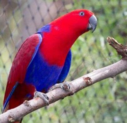 Mengenal beberapa jenis burung nuri besreta gambar dan harganya. Paling Bagus 11+ Gambar Burung Nuri Pelangi - Richa Gambar