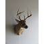 Whitetail Deer Shoulder Mount D 103W – Mounts For Sale