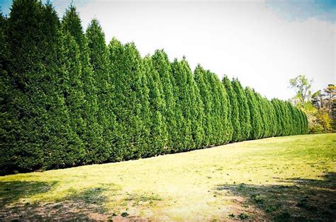 Leyland Cypress The Best Privacy Tree The Tree Center™