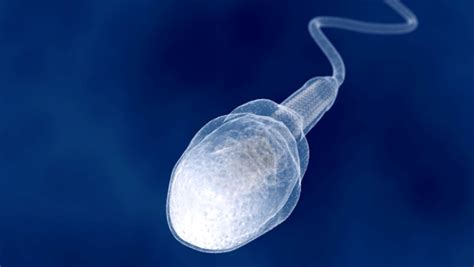Proses Spermatogenesis Dan Oogenesis Beserta Penjelasannya Mengaku