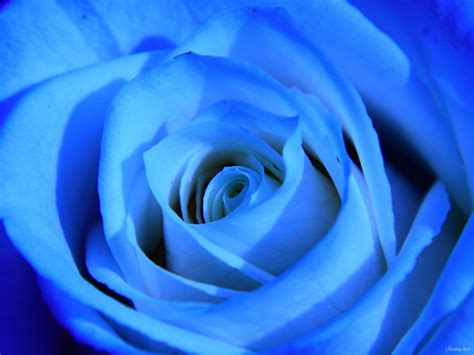 48 Blue Rose Wallpaper Hd