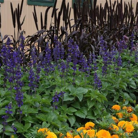 Salvia ‘big Blue Lambley Nursery