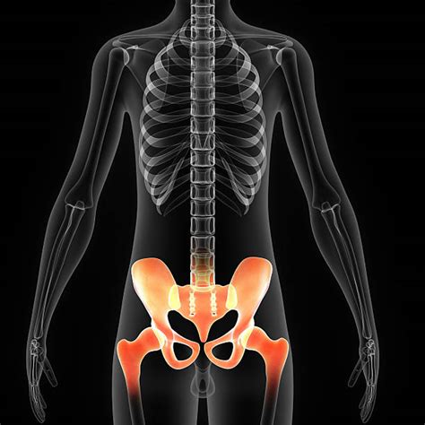 330 Female Pelvic Bone Anatomy Stock Photos Pictures And Royalty Free