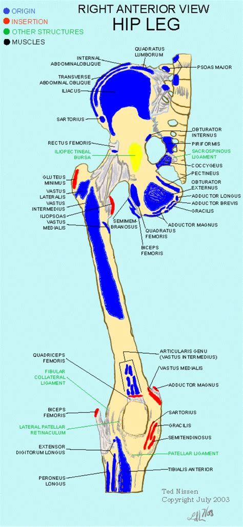 Muscle Bone Attachments