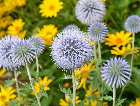 Globe Thistle Plant Care And Growing Guide