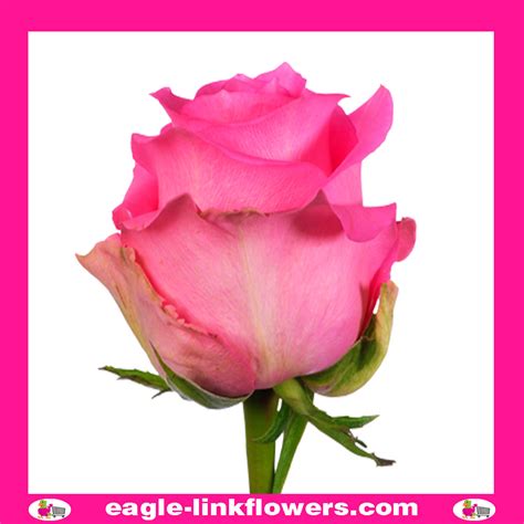 Revival Premium Roses Eagle Link Flowers