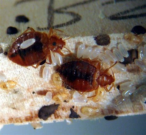 What Do Bed Bug Eggs Look Like