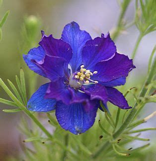 What is your birth flower? 367193dd1cf399cfc1ea899d3b70f286.jpg (314×324) | Birth ...