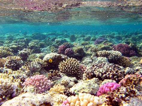 Terumbu karang yang sering dijumpai di indonesia adalah karang tepi (fringing reef), karang penghalang (barrier reef), dan karang cincin (atoll). Mari Mengenal Terumbu Karang | Di laut Kita Jaya