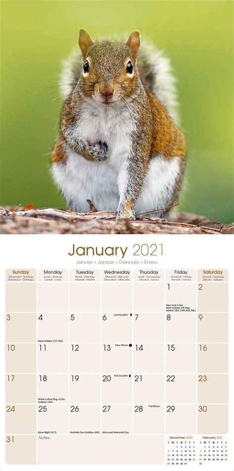 Squirrels Calendar Animal Calendars Pet Prints Inc