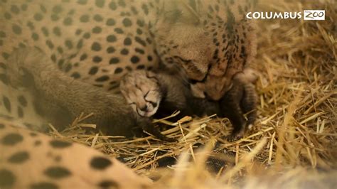 Cute Baby Cheetahs Cubs At The Columbus Zoo And Aquarium Youtube