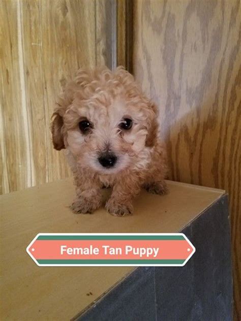 Pet Stores In Denver That Sell Puppies - PetsWall