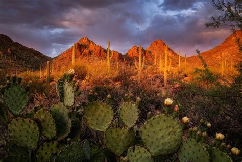 Mountains Landscape Nature Cacti Usa Sunset 1080p Tucson