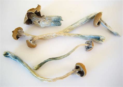 Study Finds That Psilocybin Creates A Hyperconnected Brain Sociedelic