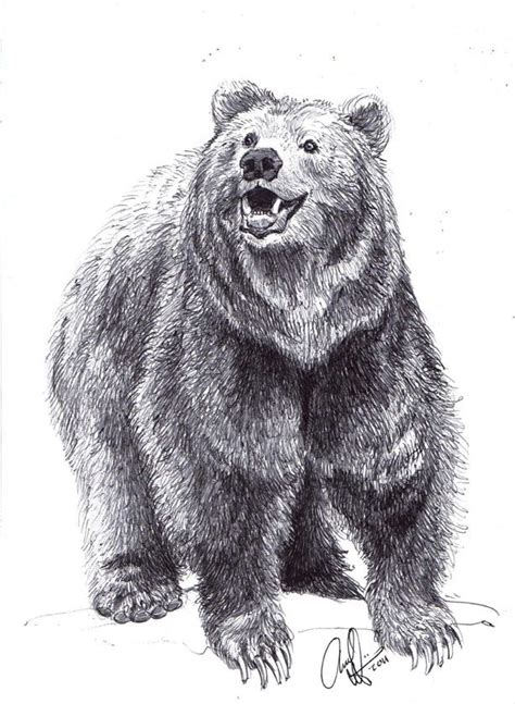 Gallery For A Grizzly Bear Drawing Croquis Ours Comment Dessiner