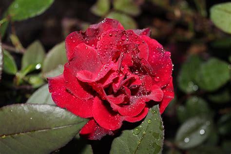 Dew Drops On Red Rose Rose Petals Red Drops Nature Flowers Dew