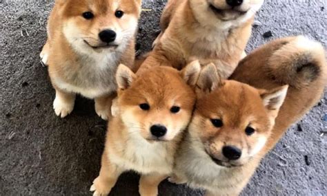 This designer breed can also be registered through idcr (international designer canine registry) and ica. Ideas, Formulas and Shortcuts for Shiba Inu Puppies For ...