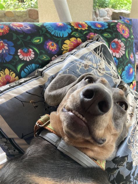 Scratches definition, a disease of horses marked by dry rifts or chaps that appear on the skin near the fetlock, behind the knee, or in front of the hock. My dog's toofers show when he gets belly scratches : toofers