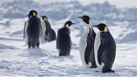 Emperor Penguins Recommended As Threatened Species Under Endangered