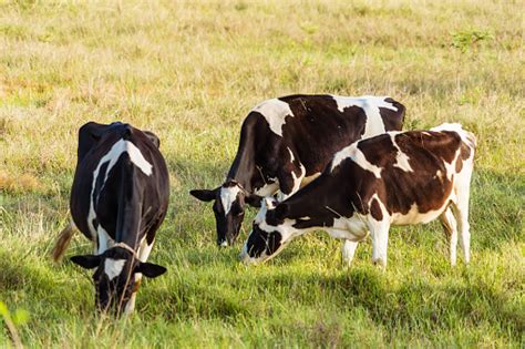 Holstein Hitam Dan Putih Melihat Sapi Perah Berdiri Di Padang Rumput