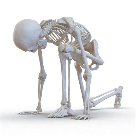 Human Male Skeleton Rigged 3d Model In 2021 Skeleton Anatomy Human