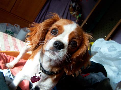 While these traits were desirable for some, american fancier roswell eldridge longed for the newly created variation was dubbed the cavalier king charles spaniel to differentiate it from its puggier counterparts. El perro Cavalier King Charles Spaniel. PerrosAmigos.com
