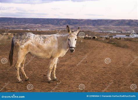 Donkey In A Field At Sunset Stock Photo Image Of Greece Countryside