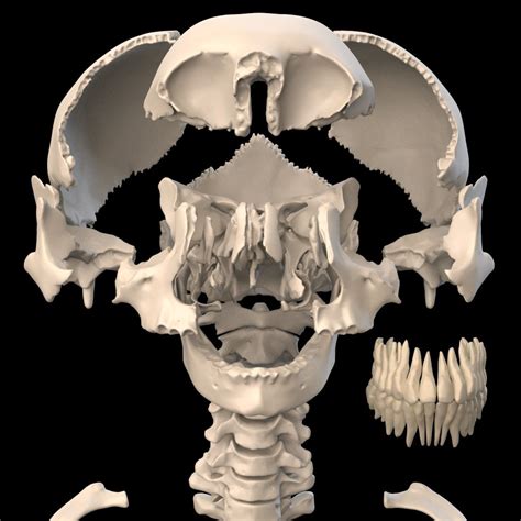 Anatomically Accurate Human Skull 3d Model In Anatomy 3dexport