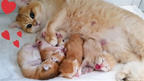 😍 Golden British Shorthair Cat And Her Incredibly Beautiful Babies