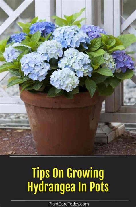 How To Grow And Care For Hydrangea In Pots Artofit