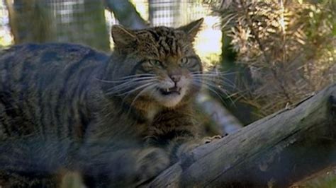 We are on a mission to get the junk out of our pets' food — by making the highest quality clean protein the world has ever seen. Scottish wildcats found in Cairngorms - BBC News