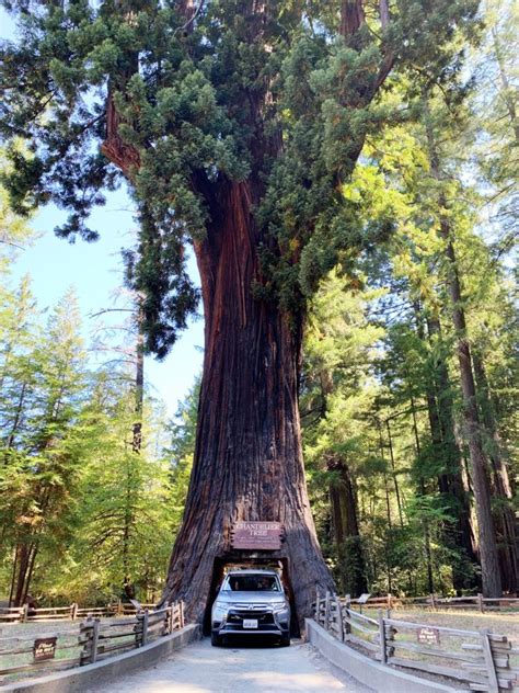 15 Best Places To See Redwoods Near San Francisco Plus Sequoias