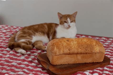 Can Cats Eat Bread Crust Cat Meme Stock Pictures And Photos