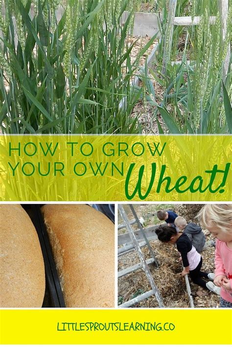 How To Grow Wheat In Your Garden And Make Your Own Flour Growing
