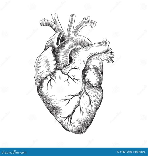 Heart Black And White Diagram