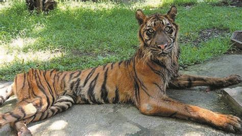 Aneka Kasus Penelantaran Hewan Di Kebun Binatang Dunia