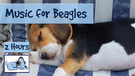 Calming Music For Anxious Beagles And Hounds Youtube