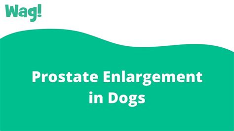 Prostate Enlargement In Dogs Wag Youtube